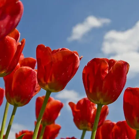 Ξενοδοχείο Ibis 3*